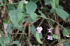 Dolichos falcatus